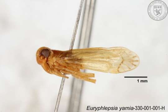 Image of Euryphlepsia