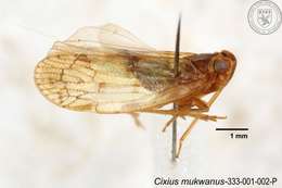 Sivun Cixius mukwanus Tsaur & Hsu 1991 kuva