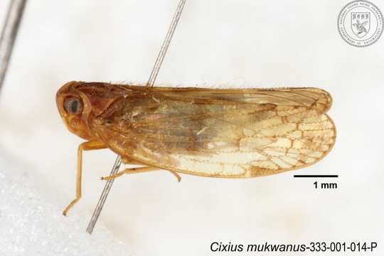 Слика од Cixius mukwanus Tsaur & Hsu 1991