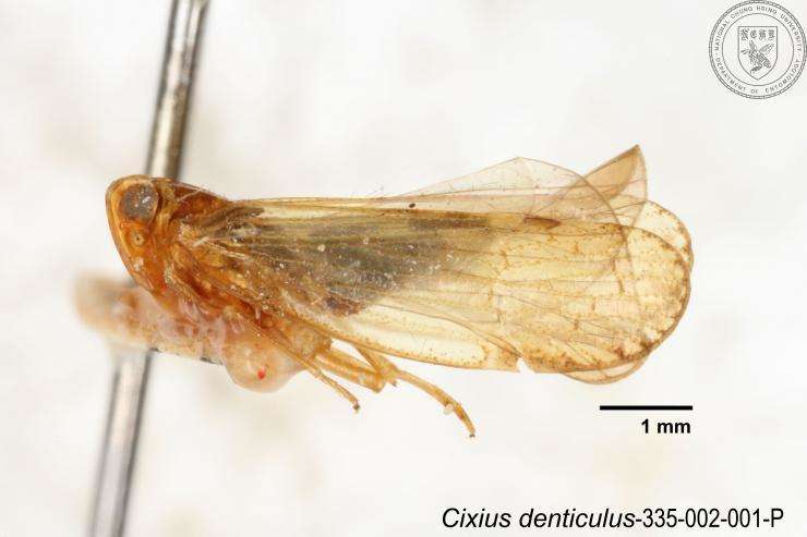 Image of Cixius circinatus Tsaur & Hsu 1991