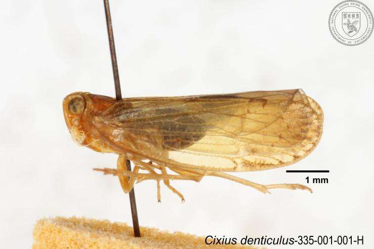 Image of <i>Cixius denticulus</i>