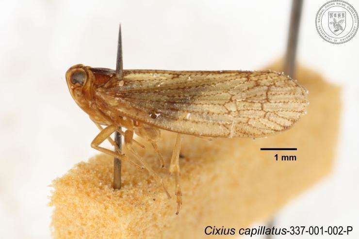 Sivun Cixius capillatus Tsaur & Hsu 1991 kuva