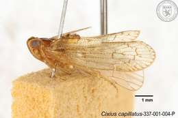 Image of Cixius capillatus Tsaur & Hsu 1991