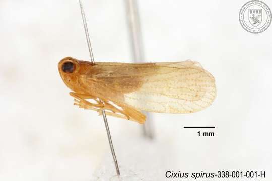 Image of Cixius spirus Tsaur & Hsu 1991