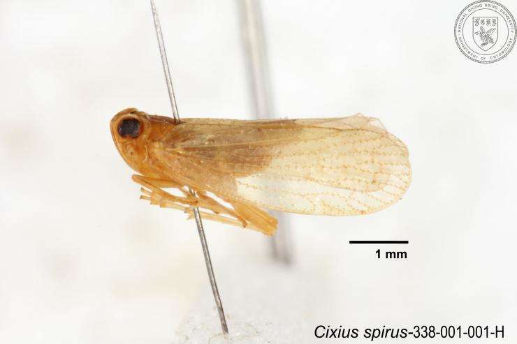 Слика од Cixius spirus Tsaur & Hsu 1991