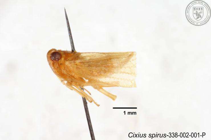 Image of Cixius spirus Tsaur & Hsu 1991