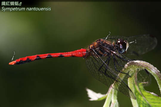 Image of Sympetrum nantouensis Tang, Yeh & Chen 2013