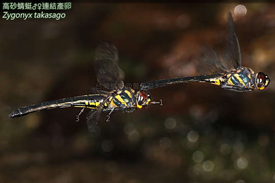 Image of Cascaders