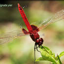 <i>Urothemis signata yiei</i> resmi