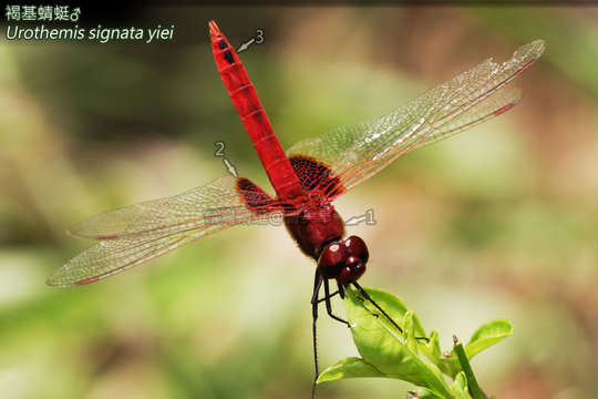 <i>Urothemis signata yiei</i> resmi