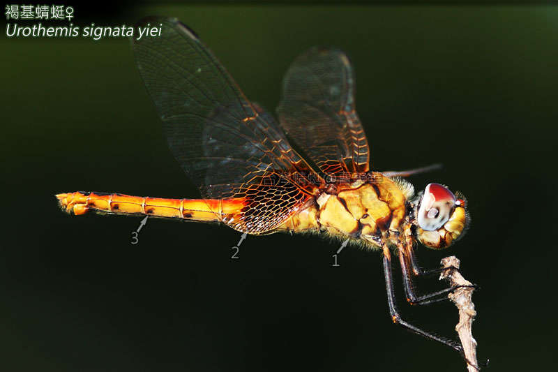 <i>Urothemis signata yiei</i> resmi