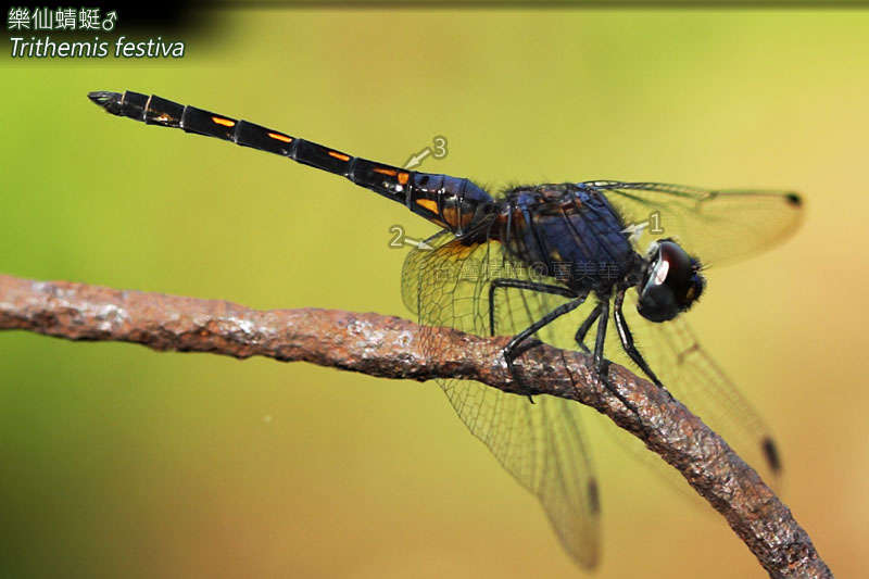 Image de Trithemis Brauer 1868