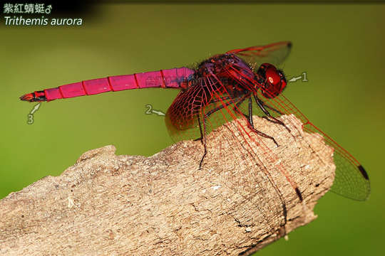 Image de Trithemis Brauer 1868