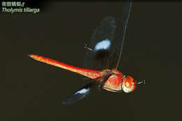 Image of Evening Skimmers