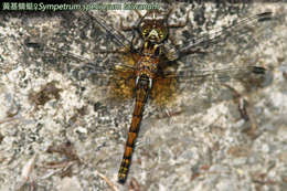 <i>Sympetrum speciosum taiwanum</i> resmi