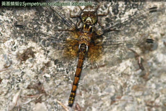 Image of <i>Sympetrum speciosum taiwanum</i>