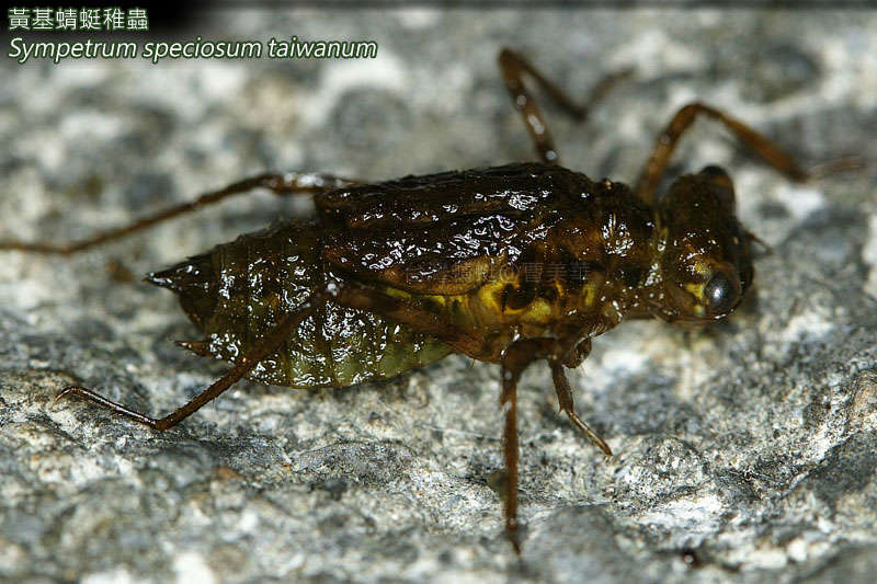 <i>Sympetrum speciosum taiwanum</i> resmi