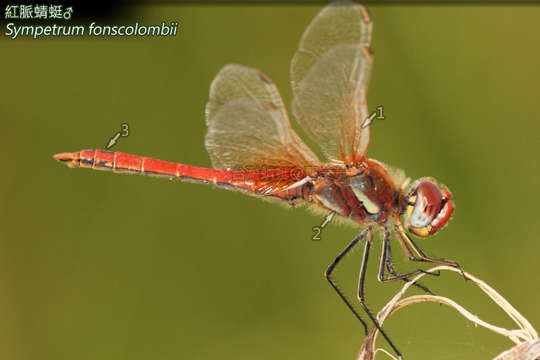 Image of Sympetrum Newman 1833