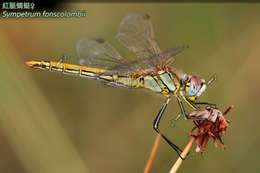 Sympetrum Newman 1833 resmi