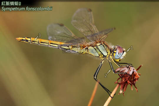 Image of Sympetrum Newman 1833