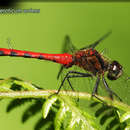 <i>Sympetrum eroticum ardens</i> resmi