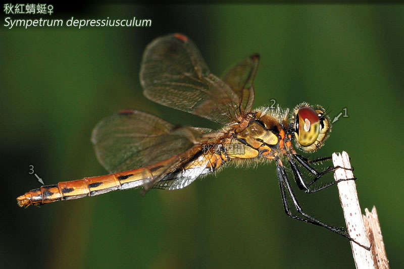 Image of spotted darter