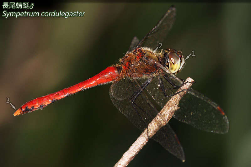 Image of Sympetrum cordulegaster (Selys 1883)