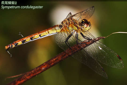 Image of Sympetrum cordulegaster (Selys 1883)