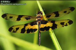 <i>Rhyothemis variegata arria</i> resmi