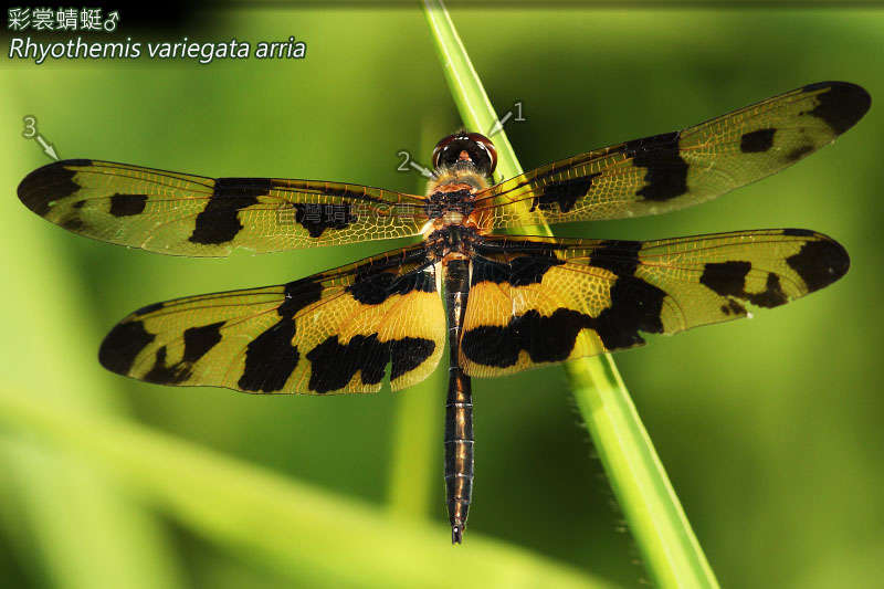 <i>Rhyothemis variegata arria</i> resmi