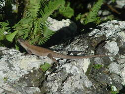 Image of Socorro Island Tree Lizard