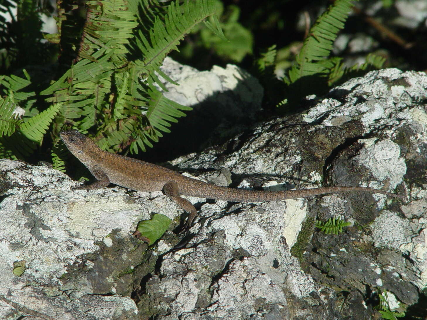 Urosaurus auriculatus (Cope 1871) resmi