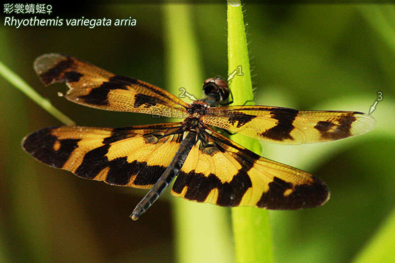 <i>Rhyothemis variegata arria</i> resmi