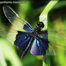 Rhyothemis triangularis Kirby 1889 resmi