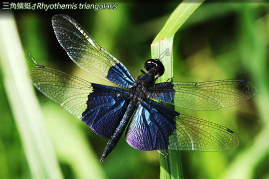 Image of Flutterers (Dragonflies)