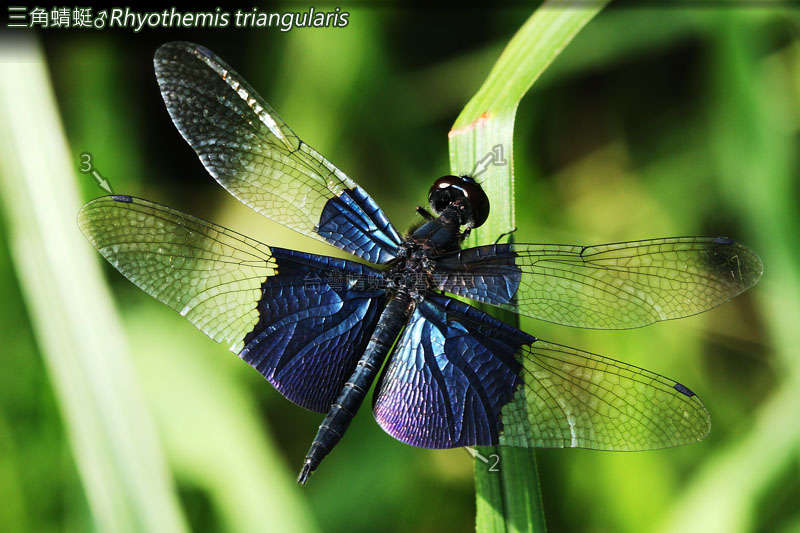 Image of Flutterers (Dragonflies)