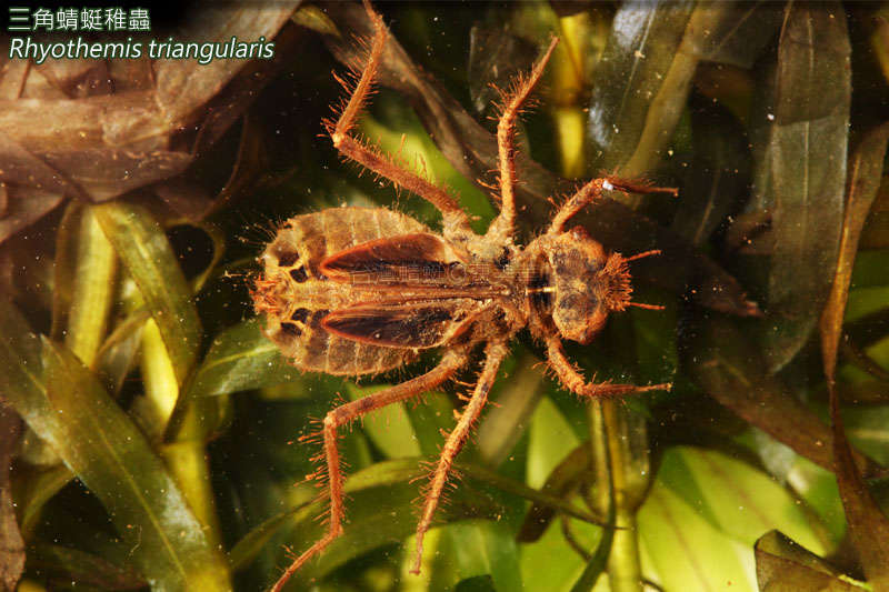 Image of Flutterers (Dragonflies)