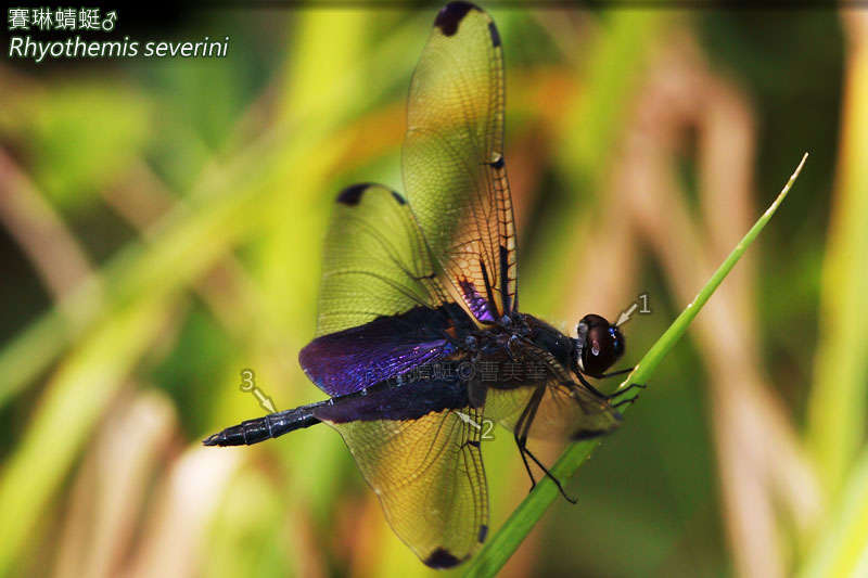 Rhyothemis severini Ris 1913 resmi