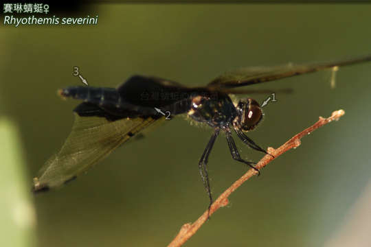 Image of Rhyothemis severini Ris 1913