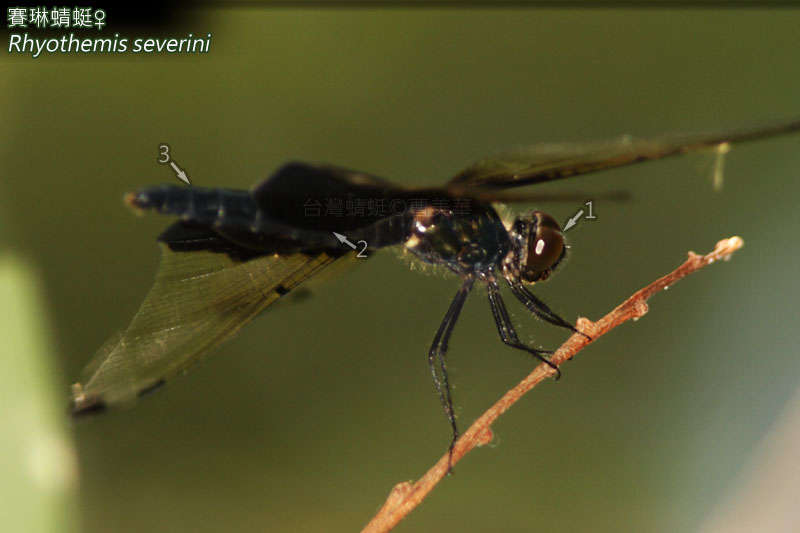 Rhyothemis severini Ris 1913 resmi