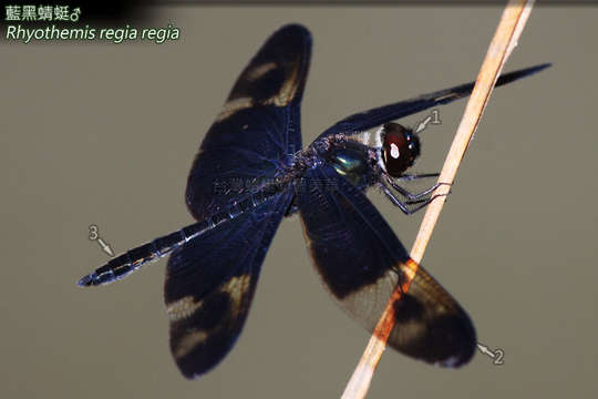 Image de <i>Rhyothemis <i>regia</i></i> regia