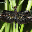 Image of Butterfly Dragonfly