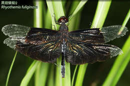 Rhyothemis Hagen 1867 resmi