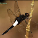 Image of Pseudothemis zonata (Burmeister 1839)