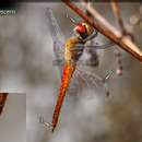 Image of Globe Skimmer