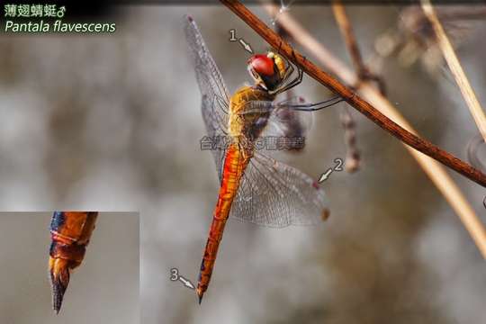 Image of Rainpool Gliders