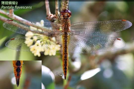 Image of Rainpool Gliders