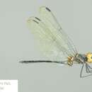 Image de Trithemis apicalis (Fraser 1954)