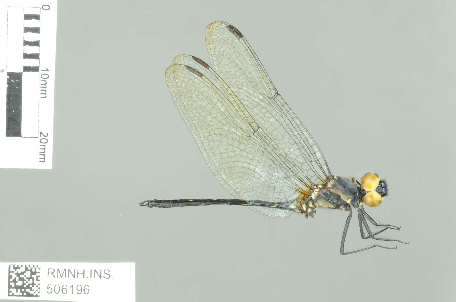 Image of Trithemis apicalis (Fraser 1954)