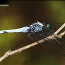 Image of Blue-tailed Forest Hawk